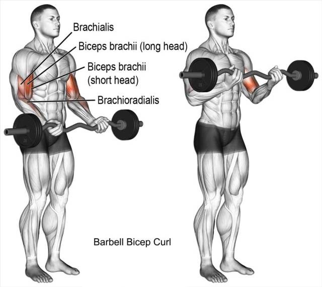 Barbell Bicep Curl