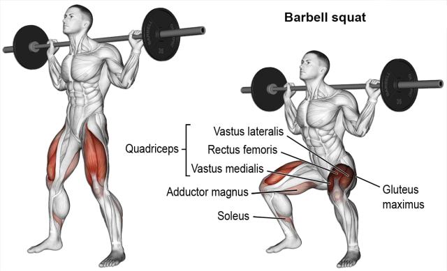 barbell squat