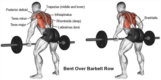 Bent over barbell row