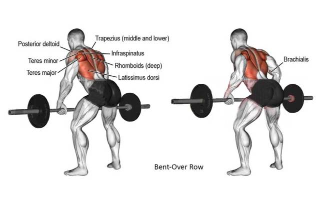 Bent-Over Row