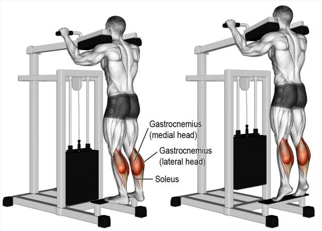calf rise workout
