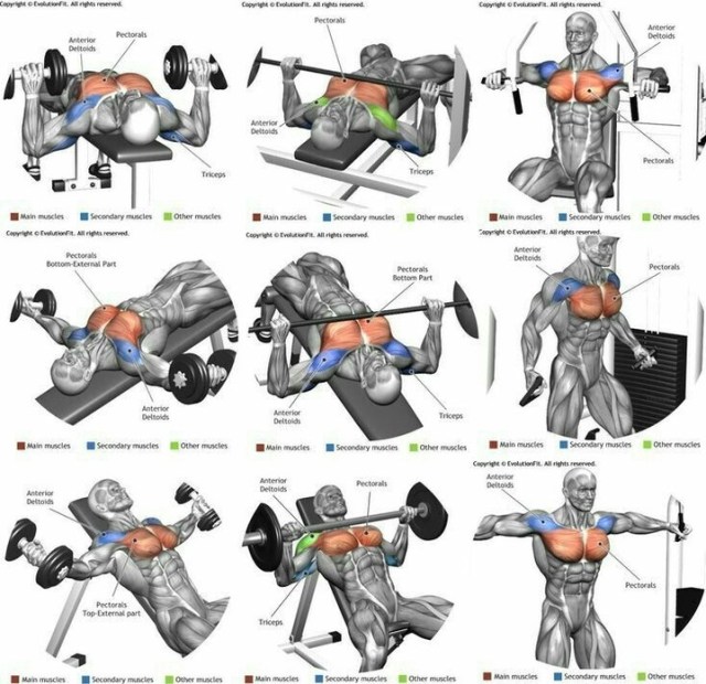chest exercises