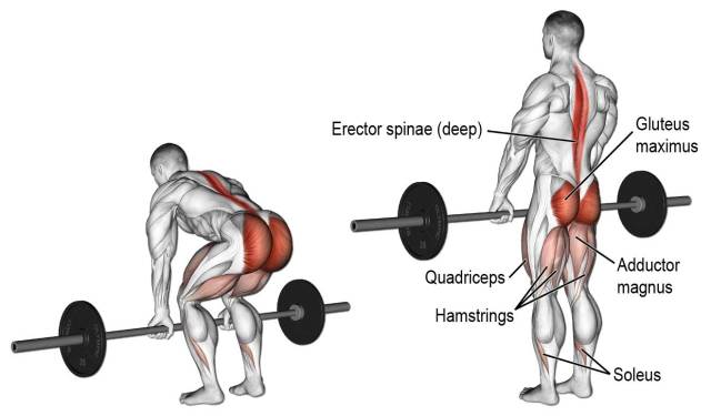 deadlifts