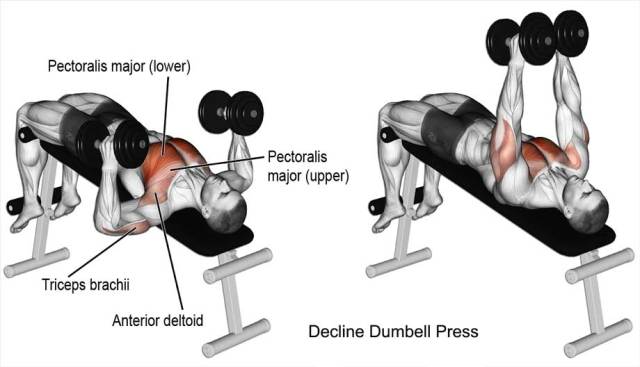 Decline Dumbell Press