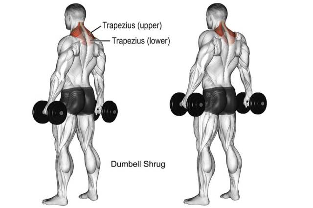 Dumbell Shrug