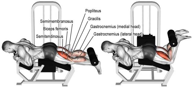 Hamstring Curls