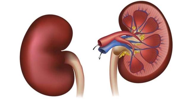 kidney