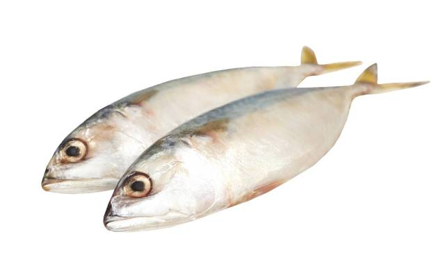 Tuna